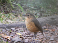 Cuando el canto de las aves une a la comunidad