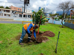 La municipalidad purifica el ambiente y embellece cada rincón de la ciudad