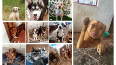 Almudena: Un Compromiso con el Bienestar Animal y la Comunidad